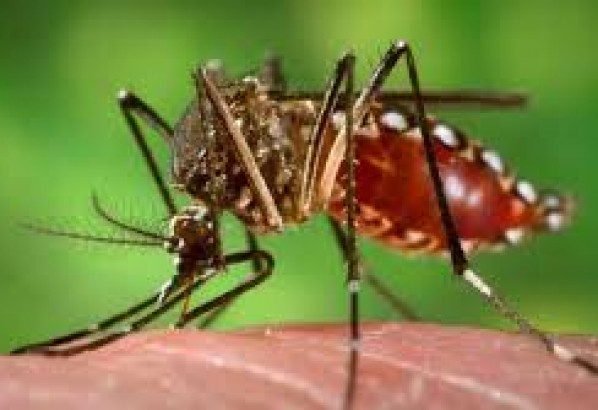 গত ২৪ ঘন্টায় ডেঙ্গু আক্রান্ত হয়ে ১ জনের মৃত্যু