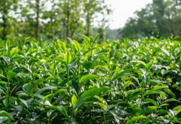 সেপ্টেম্বরে চা উৎপাদনের নতুন রেকর্ড