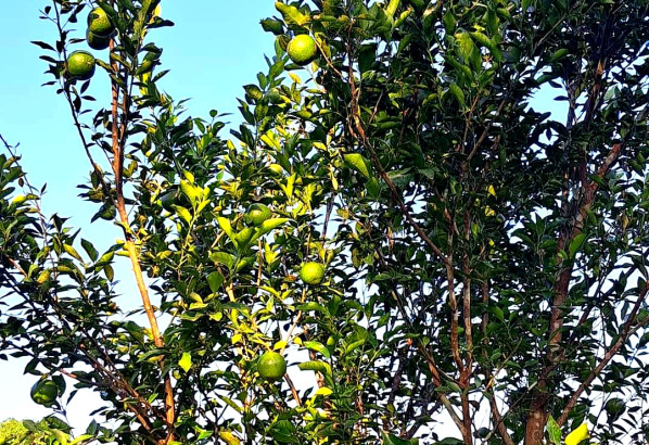 উৎপাদন কমেছে কমলালেবুর, হতাশ চাষীরা
