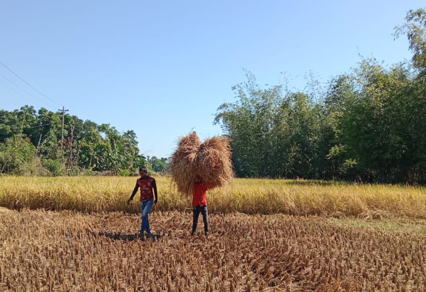 উৎপাদন লক্ষ্যমাত্রা ছাড়িয়ে যাবে আমন ধানে,নতুন স্বপ্ন বুনছে সুনামগঞ্জের কৃষকরা