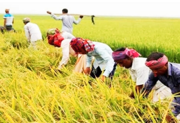 বিশ্বনাথে আগাম আমন ধান কাটা শুরু 