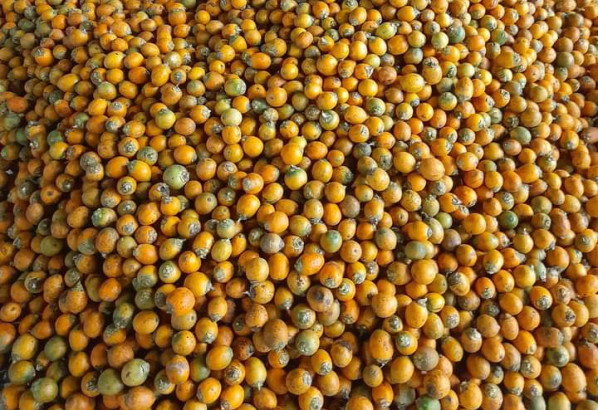 জকিগঞ্জের সুপারি যাচ্ছে দেশের বিভিন্ন অঞ্চলে : সটিক পরিচর্যা ও উন্নত প্রযুক্তিকে কাজে লাগিয়ে বিদেশে রপ্তানির অপার সম্ভাবনা