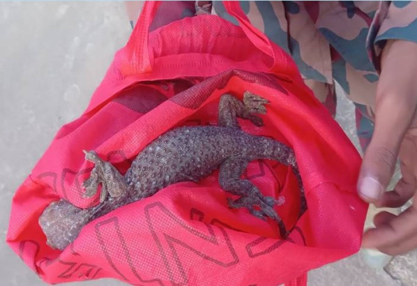 সুনামগঞ্জে দেড় কোটি টাকার তক্ষক জব্দ 