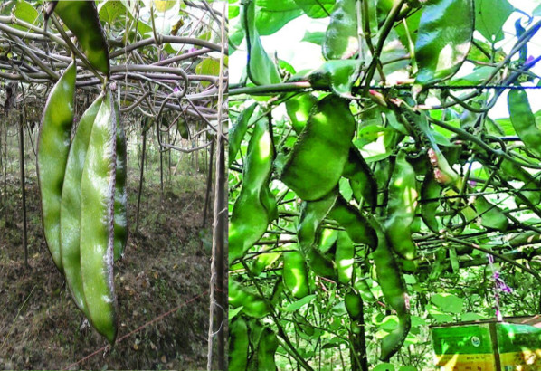 শীতের শুরুতে বাজারে এসেছে গোলাপগঞ্জের 'গোয়ালগাদ্দা উরি'