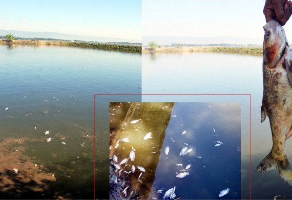 সিলেটে গোয়াইঘাটে মাছের সাথে এ কেমন শত্রুতা