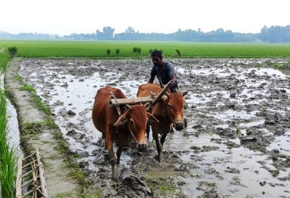ওসমানীনগরে বিলুপ্তির পথে পরিবেশ বান্ধব গরুর হালচাষ