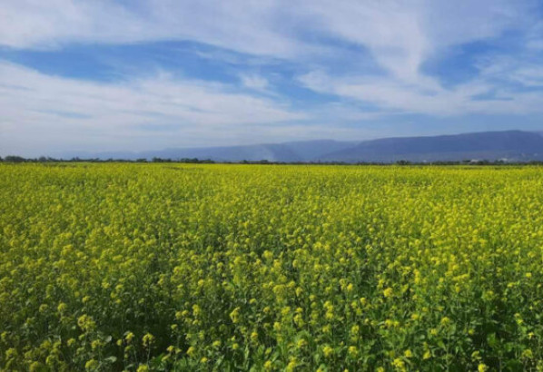 সিলেটে বেড়েছে সরিষা চাষ