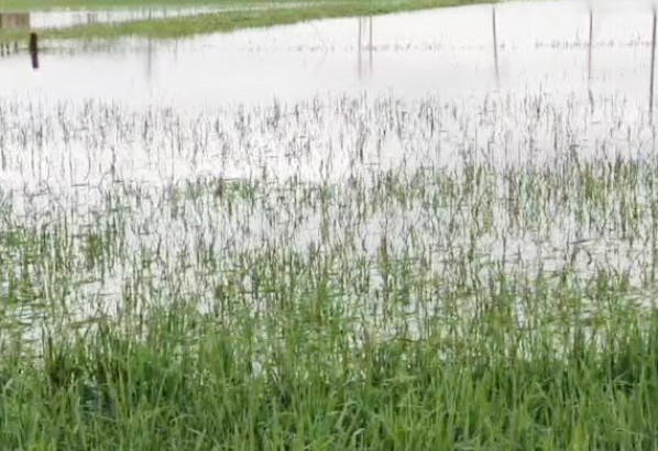 সুনামগঞ্জে শিলাবৃষ্টি-জলাবদ্ধতায় কৃষকের মাথায় হাত