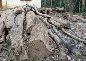 সংরক্ষণের অভাবে নষ্ট হচ্ছে লাউয়াছড়ার মূল্যবান বনজ কাঠ