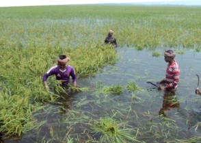 উত্তরের ৪ জেলাসহ সিলেটে বন্যার আভাস